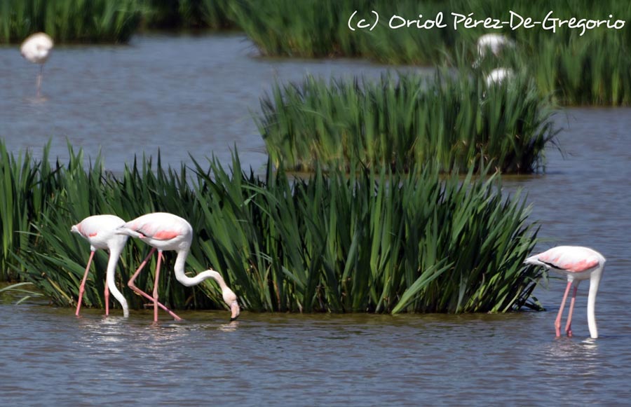 Phoenicopterus roseus