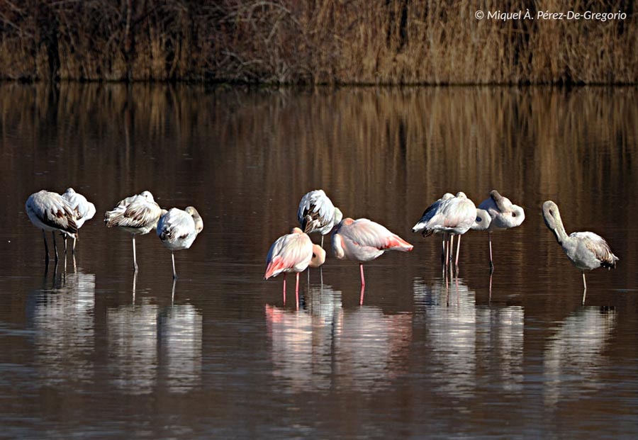 Phoenicopterus roseus