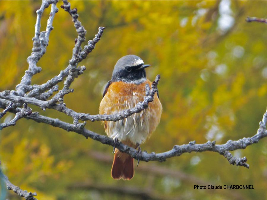 Phoenicurus phoenicurus