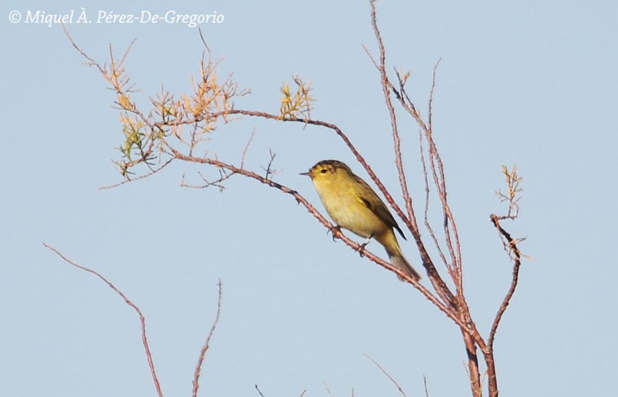 Phylloscopus collybita