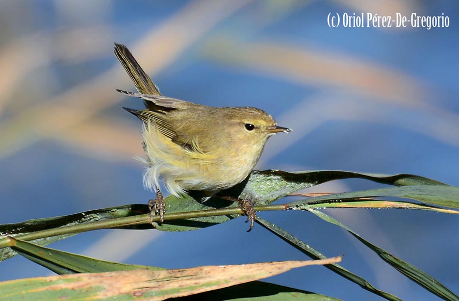 Phylloscopus collybita