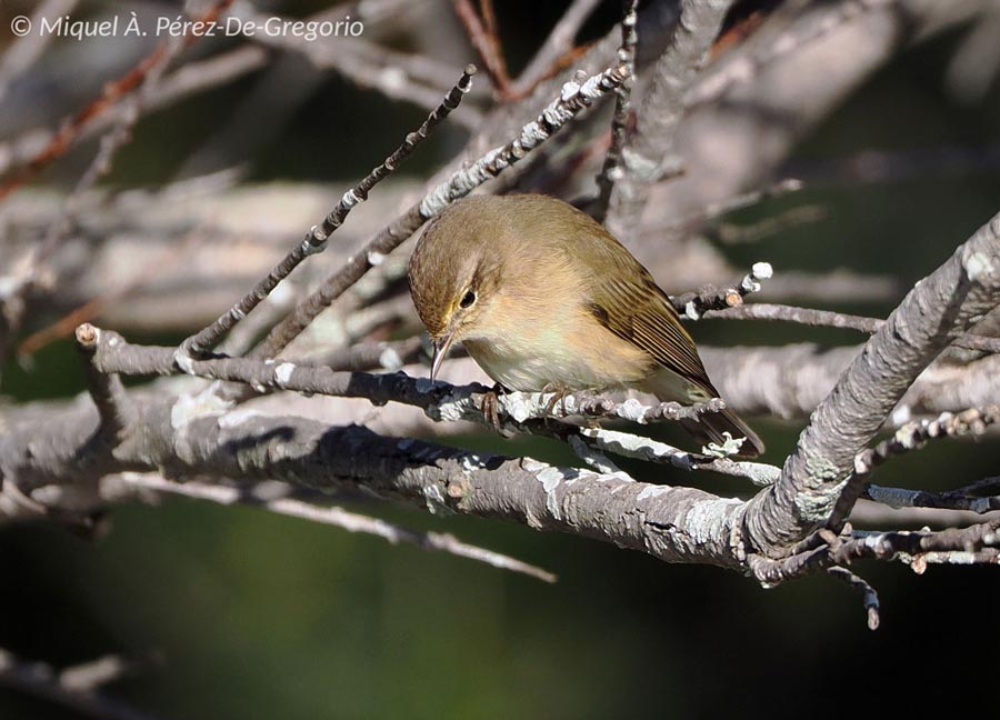 Phylloscopus collybita