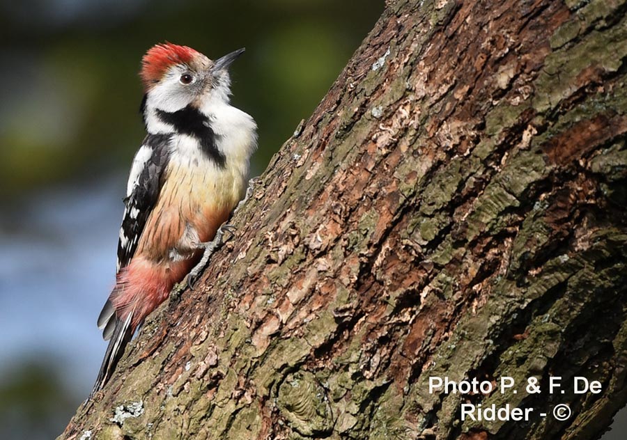 Dendrocoptes medius (pic mar)