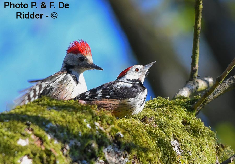 Dendrocoptes medius (pic mar)