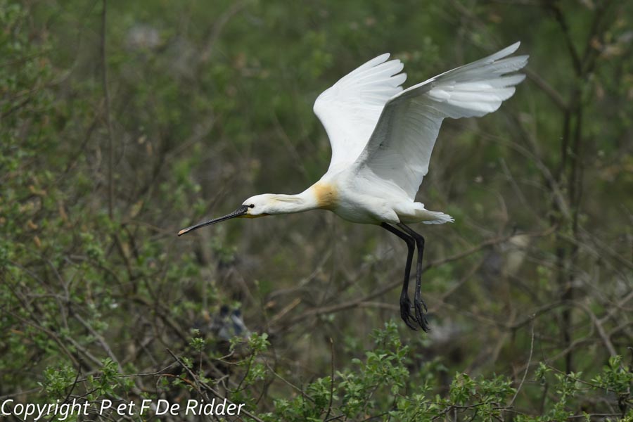 Platalea leucorodia