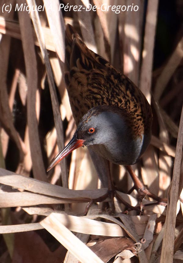 Rallus aquaticus