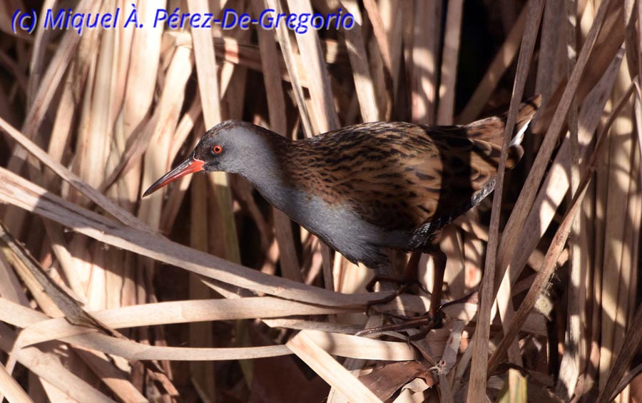 Rallus aquaticus