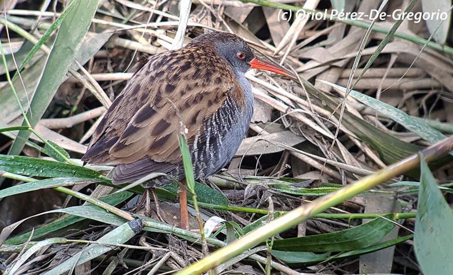 Rallus aquaticus