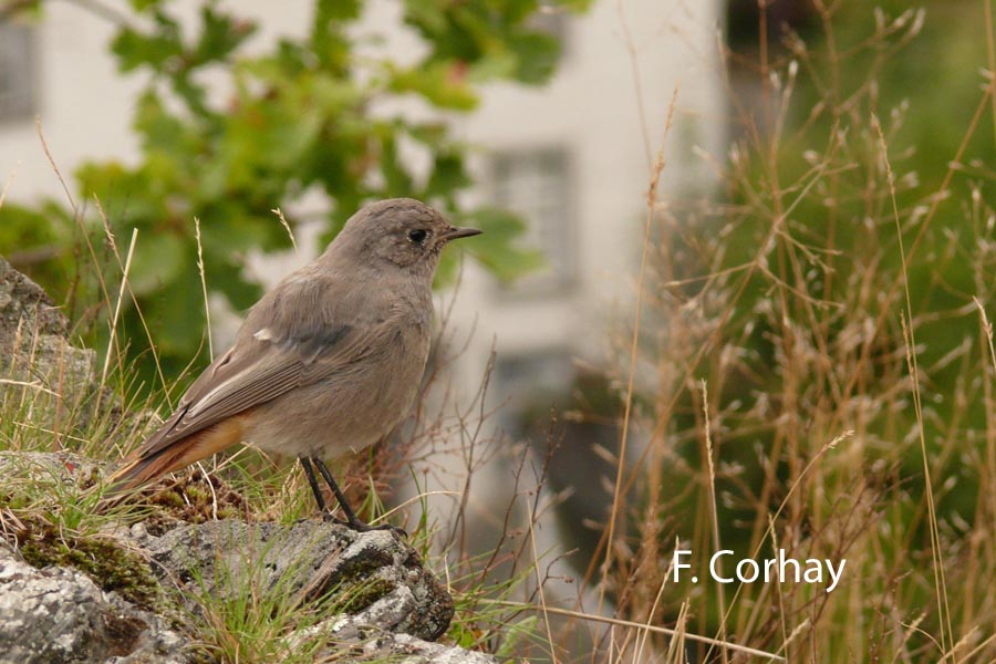 Phoenicurus ochruros (rouge-queue noir)