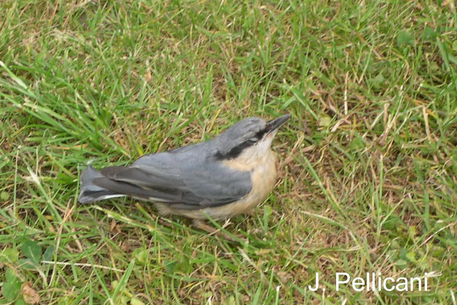 Sitta europaea