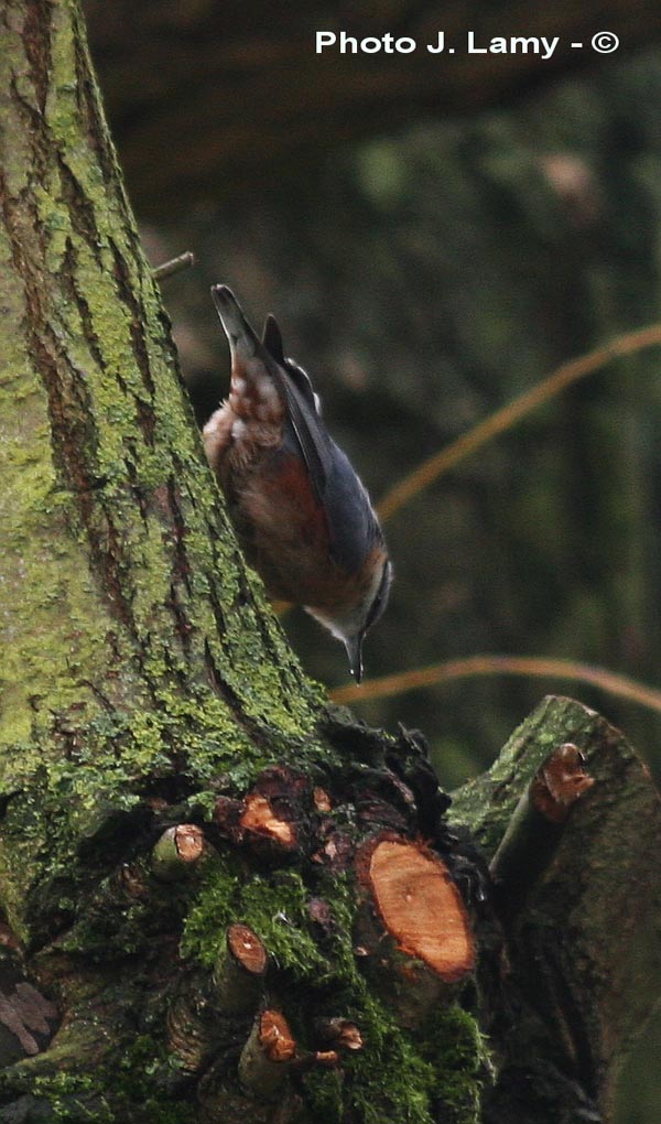 Sitta europaea