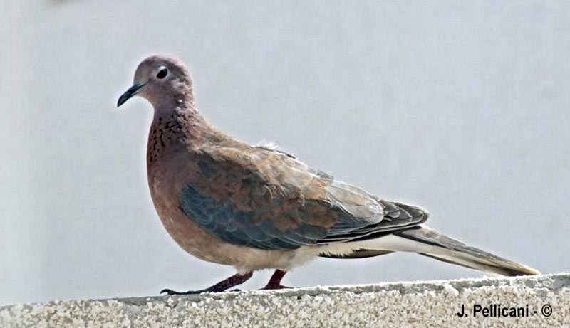 Spilopelia senegalensis (tourterelle maillée)