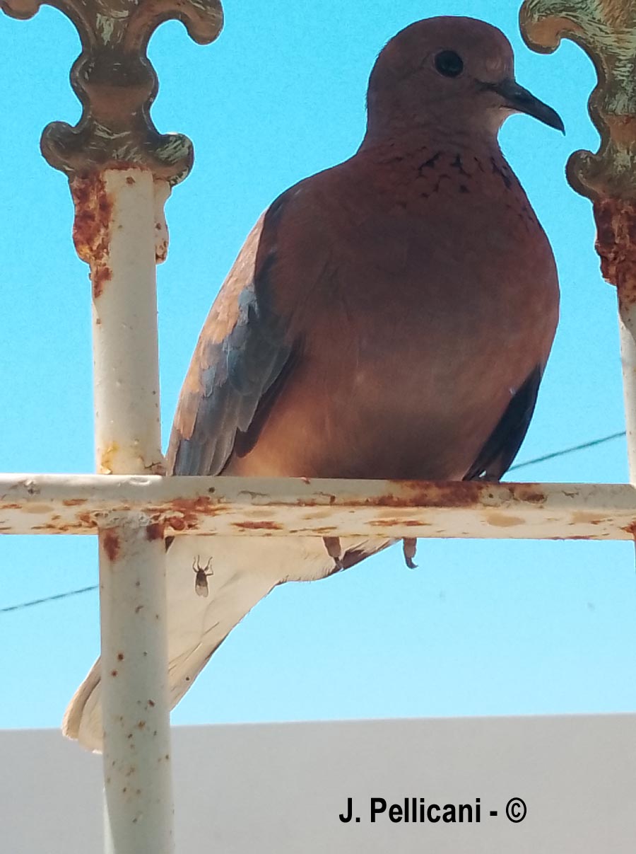 Streptopelia senegalensis