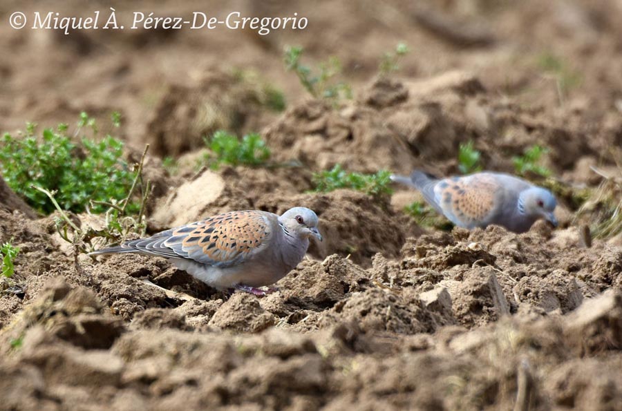 Streptopelia turtur