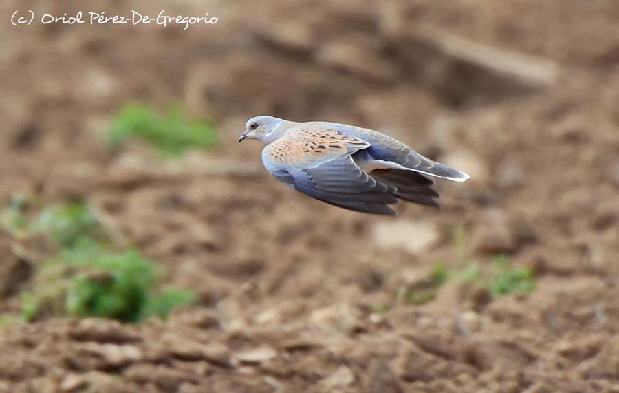 Streptopelia turtur