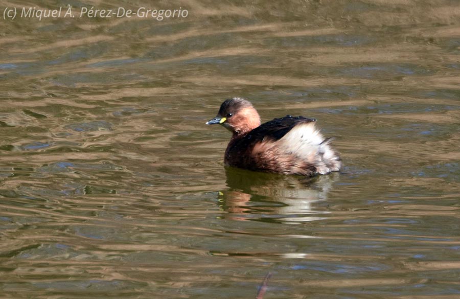 Tachybaptus ruficollis