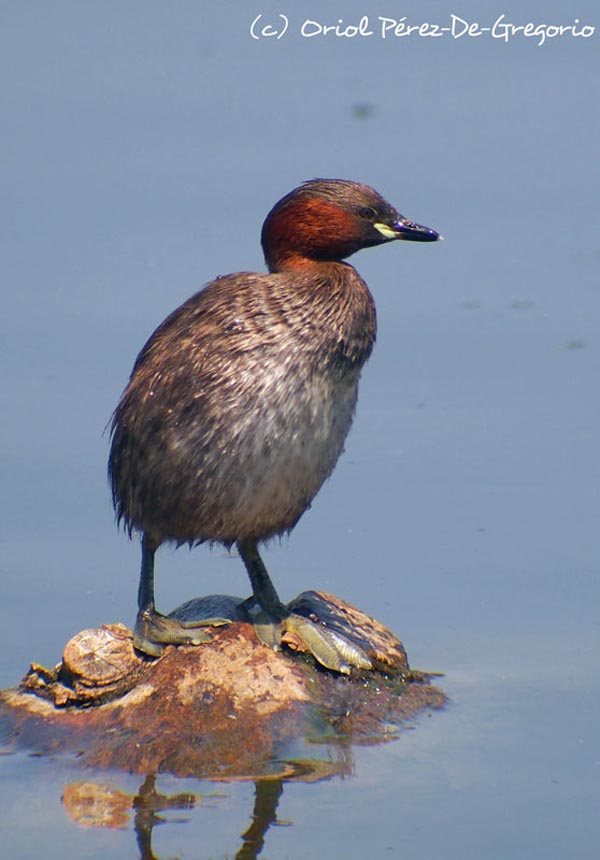 Tachybaptus ruficollis