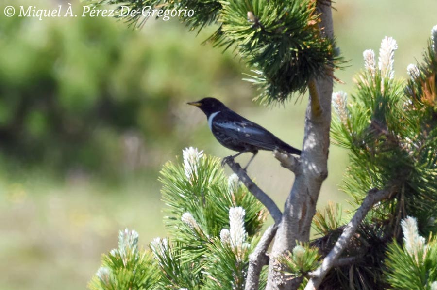 Turdus torquatus