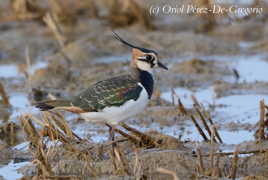 Vanellus vanellus