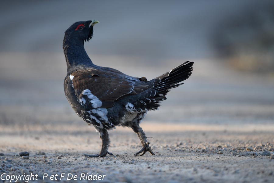 Tetrao urogallus (grand tétras)