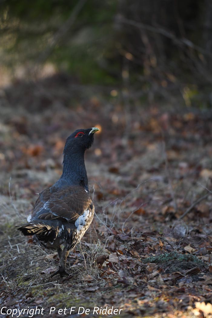 Tetrao urogallus (grand tétras)