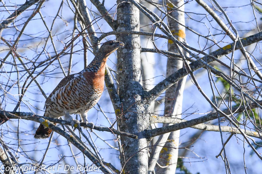 Tetrao urogallus (grand tétras)