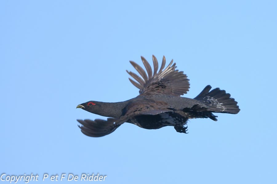 Tetrao urogallus (grand tétras)