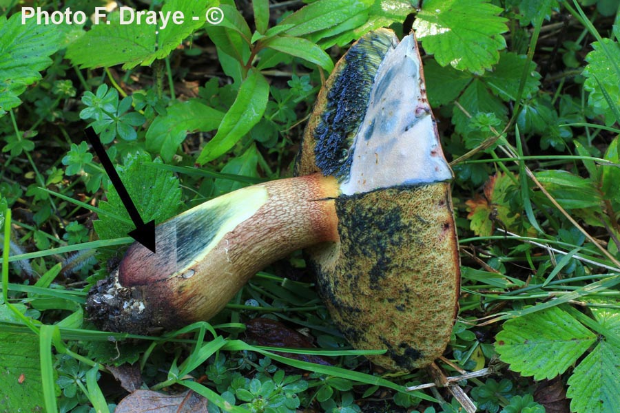 Boletus queletii