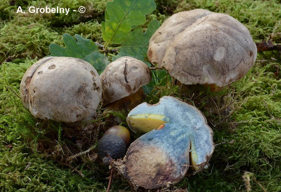 Boletus radicans (Caloboletus radicans)