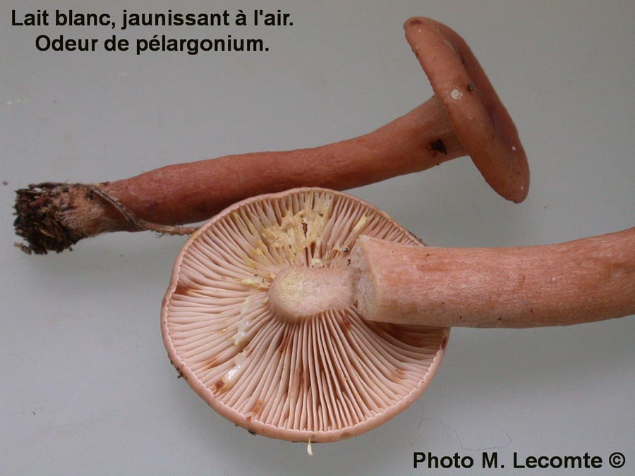 Lactarius decipiens