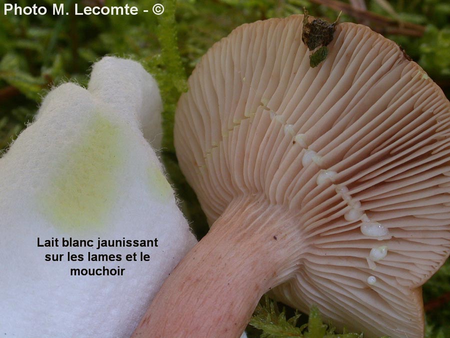 Lactarius hepaticus