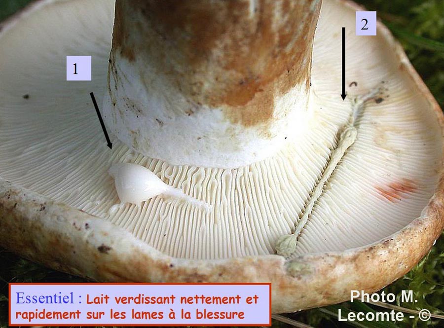 Lactarius pergamenus