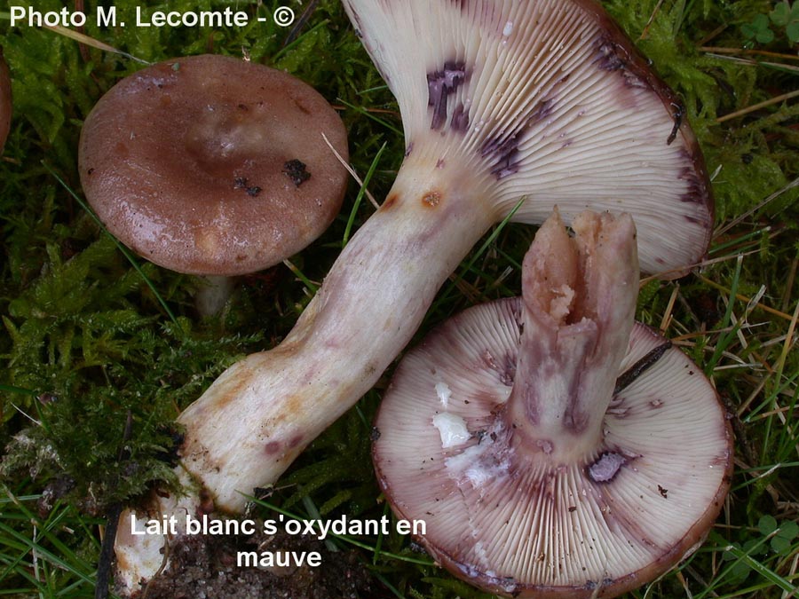 Lactarius uvidus