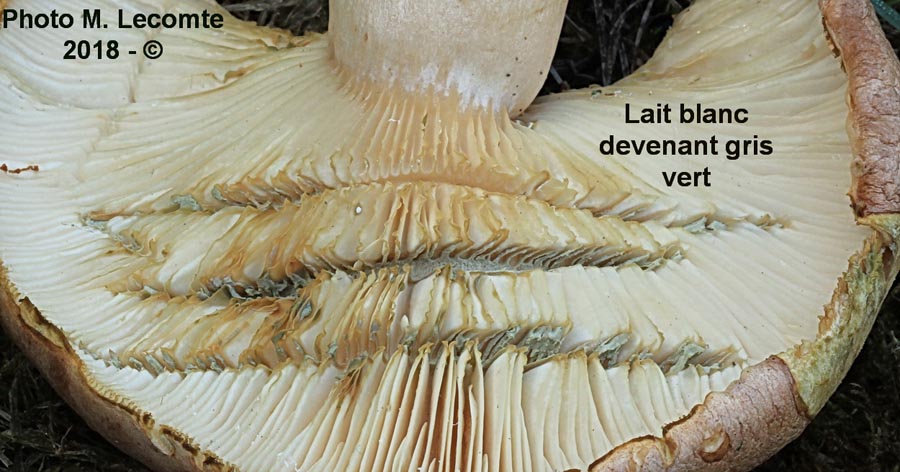 Lactarius vietus