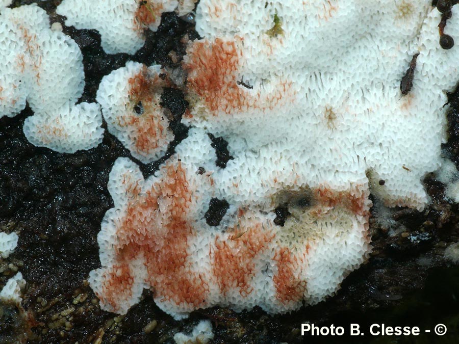 Physisporinus sanguinolentus (Rigidoporus sanguinolentus)