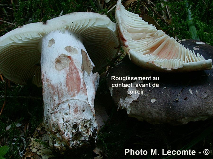 Russula nigricans