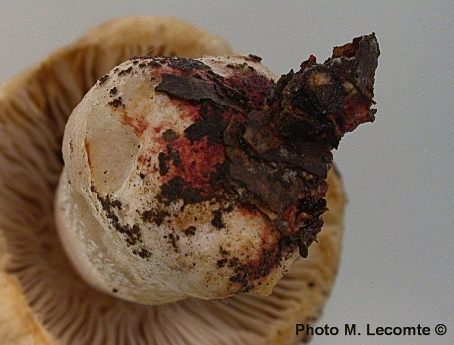 Russula pectinatoides