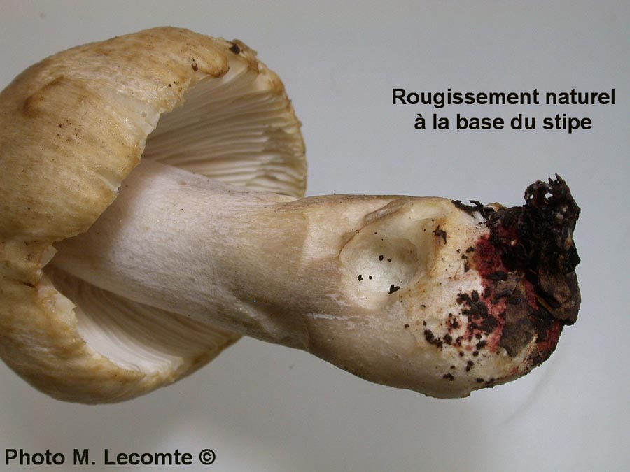 Russula pectinatoides