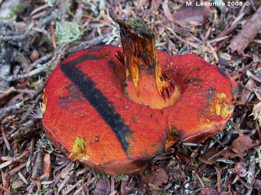 Boletus erythropus