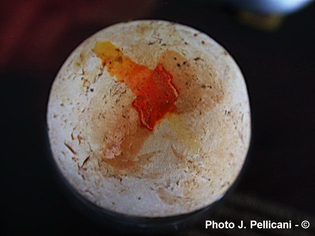 Agaricus arvensis (Agaricus osecanus)