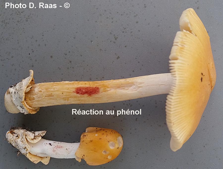 Amanita crocea var. subnudipes