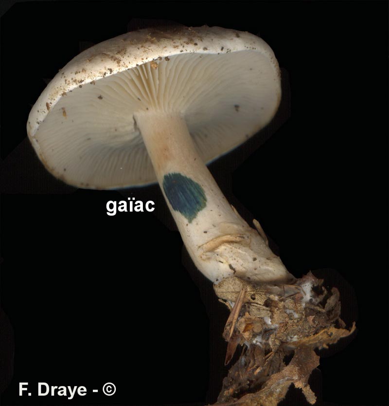 Clitocybe phyllophila