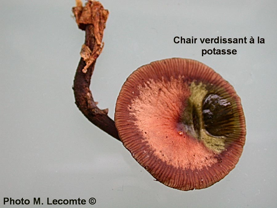 Collybia alcalivirens