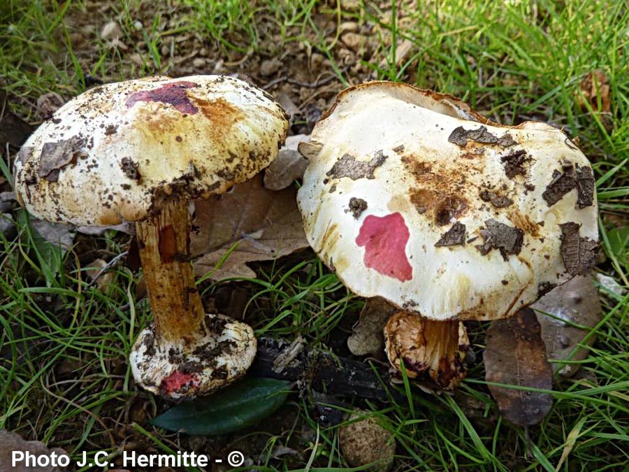 Cortinarius catharinae