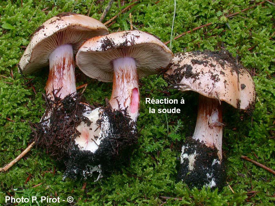 Cortinarius dibaphus