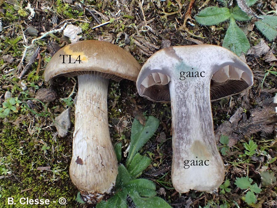 Cortinarius infractoides