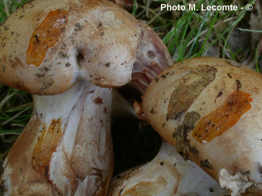 Cortinarius largus