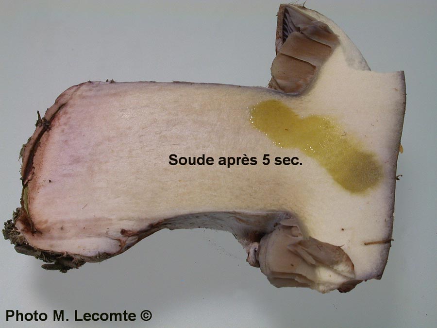 Cortinarius rufoolivaceus