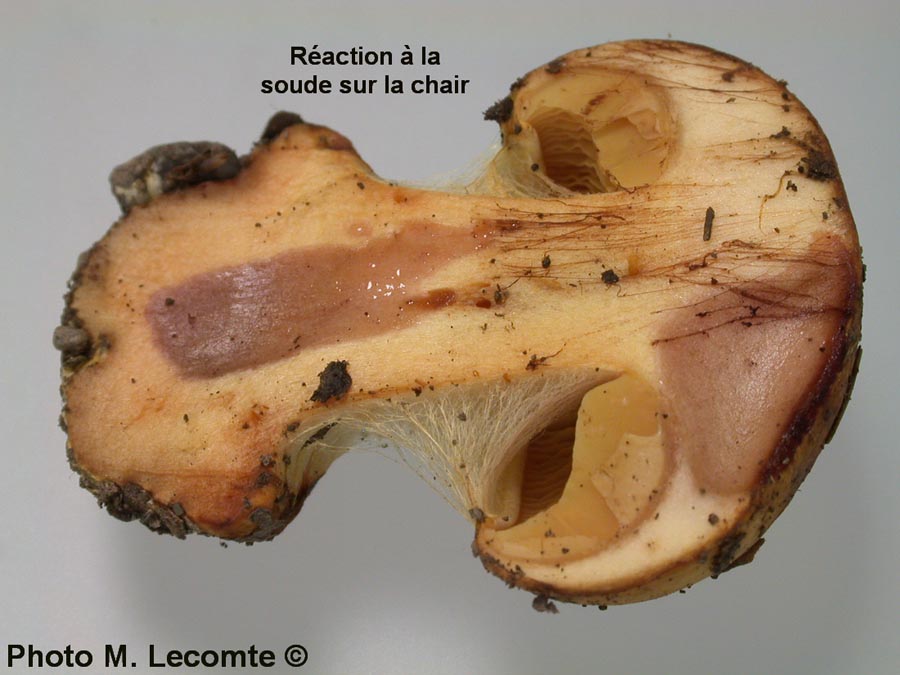 Cortinarius subfulgens