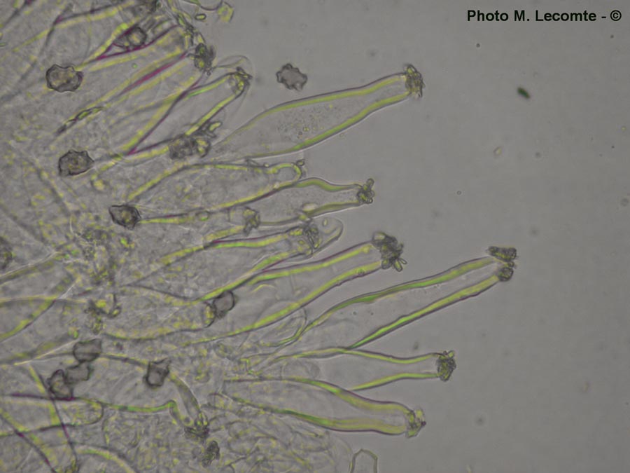 Inocybe sp.